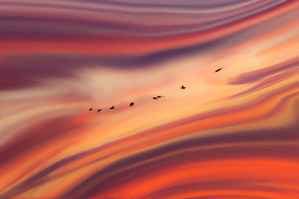 Silhouette of birds in flight against flowing clouds at sunset