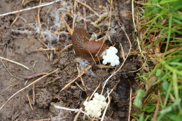 Close-up of a vineyard snail