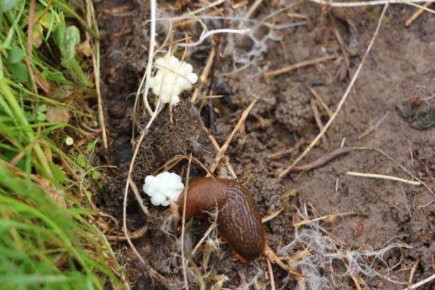 istock Close-up of a vineyard snail 1287035144