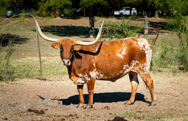 ホーンの巨大なセットでカメラを見てロングホーン牛 - texas texas longhorn cattle bull landscape ストック��フォトと画像