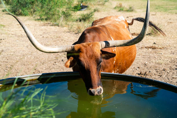 Longhorn Cattle Drinking from water trough
