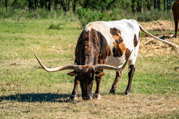 農場の巨大なテキサスロングホーン牛の草の上に放牧ファーム上の雄牛 - texas texas longhorn cattle bull landscape ストックフォトと画像