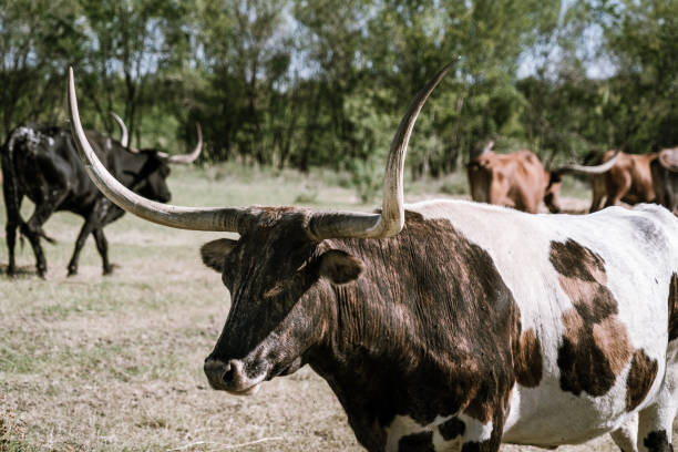 большой коричневый и белый longhorn крупного рогатого скота на большом ранчо - bull texas longhorn cattle horned white стоковые фото и изображения