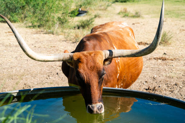 istock Longhorn Cattle Drinking from water trough 1287036151
