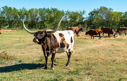 Bulls on Farm Large Brown and White Longhorn Cattle on large ranch huge Texas Longhorn Cattle