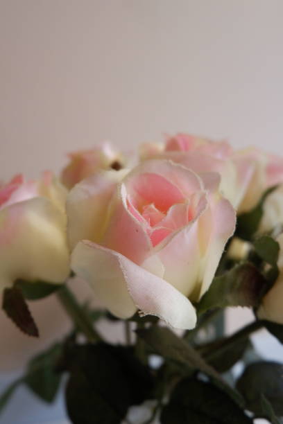 istock Beautiful white and pink roses 1287037489