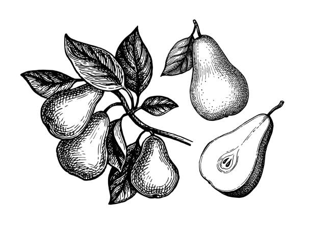 ilustrações de stock, clip art, desenhos animados e ícones de ink sketch of pear. - pera