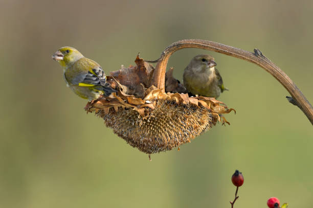 istock two green finches on sunflower 1287038791