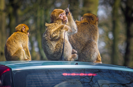 Three monkeys on a rooftop of a car.