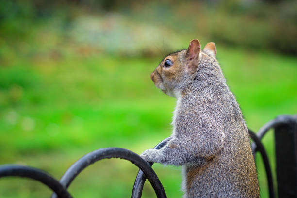 A curious squirrel looking over the fence.
