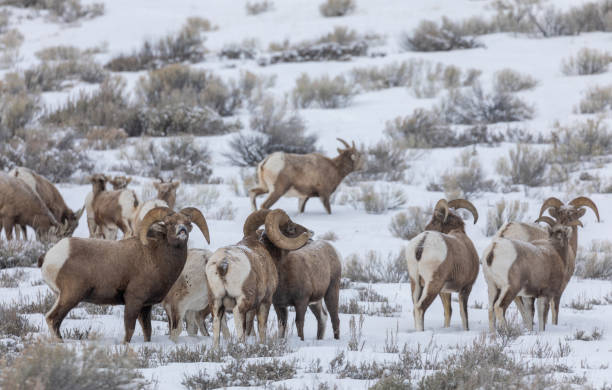 ワイオミング州の冬のビッグホーン羊ラッティング - bighorn sheep ram sheep winter ストックフォトと画像