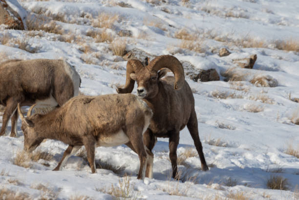 ワイオミング州の冬のビッグホーン羊ラッティング - bighorn sheep ram sheep winter ストックフォトと画像