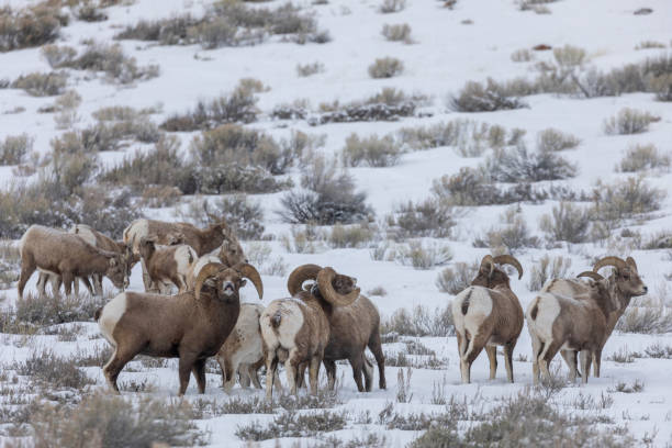 ワイオミング州の冬のビッグホーン羊ラッティング - bighorn sheep ram sheep winter ストックフォトと画像