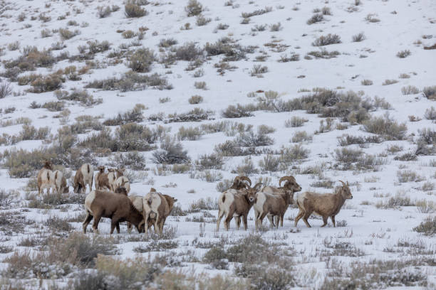 ワイオミング州の冬のビッグホーン羊ラッティング - bighorn sheep ram sheep winter ストックフォトと画像