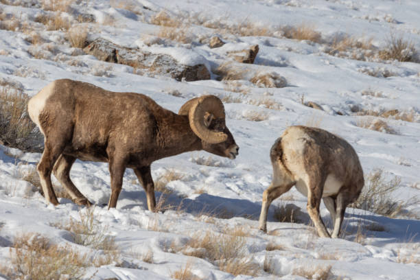 ワイオミング州の冬のビッグホーン羊ラッティング - bighorn sheep ram sheep winter ストックフォトと画像