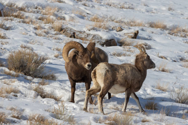 ワイオミング州の冬のビッグホーン羊ラッティング - bighorn sheep ram sheep winter ストックフォトと画像