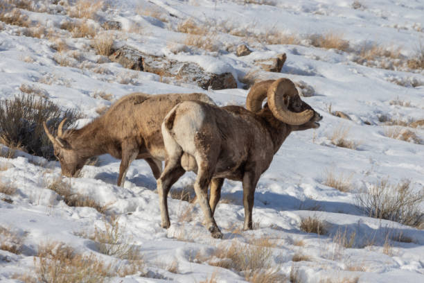 ワイオミング州の冬のビッグホーン羊ラッティング - bighorn sheep ram sheep winter ストックフォトと画像