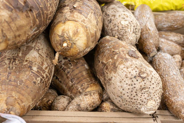 istock Coco Yam Taro Root on display in produce section of Supermarket 1287043214