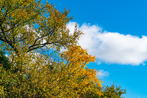 Fall Autumn Texas Landscape tops of trees and blue sky with big white puffy cloud