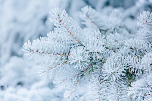 istock Winter coniferous forest with trees covered frost and snow 1287044518