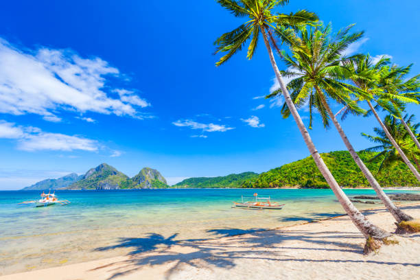 El Nido, Palawan island in Philippines Beach with white sand, coconut palms and turquoise water in El Nido province, Palawan island in Philippines boracay photos stock pictures, royalty-free photos & images