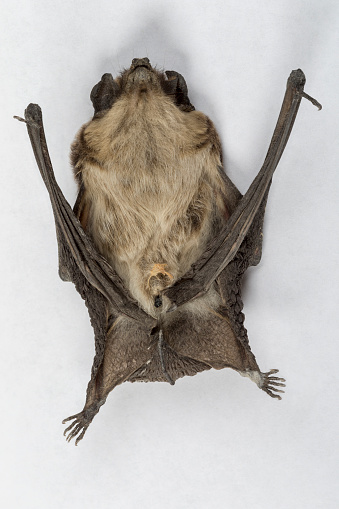 Leaf-nosed bats with detail of outstretched wing
