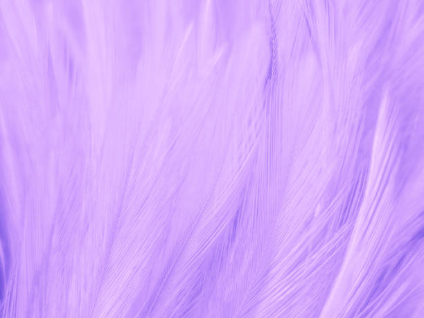 istock Beautiful abstract purple feathers on white background and soft white feather texture on dark pattern and purple background, colorful feather wallpaper, love valentines day 1287047372