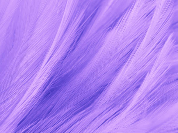 istock Beautiful abstract purple feathers on white background and soft white feather texture on dark pattern and purple background, colorful feather wallpaper, love valentines day 1287047377