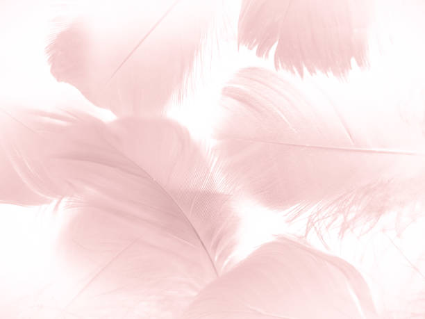 istock Beautiful abstract light pink feathers on white background,  white feather frame texture on pink pattern and pink background, love theme wallpaper and valentines day 1287047427