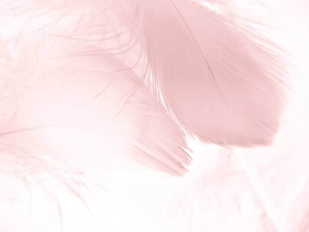 istock Beautiful abstract light pink feathers on white background,  white feather frame texture on pink pattern and pink background, love theme wallpaper and valentines day 1287047449