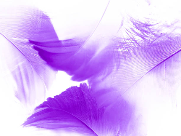 istock Beautiful abstract purple feathers on white background and soft white feather texture on dark pattern and purple background, colorful feather wallpaper, love valentines day 1287047470