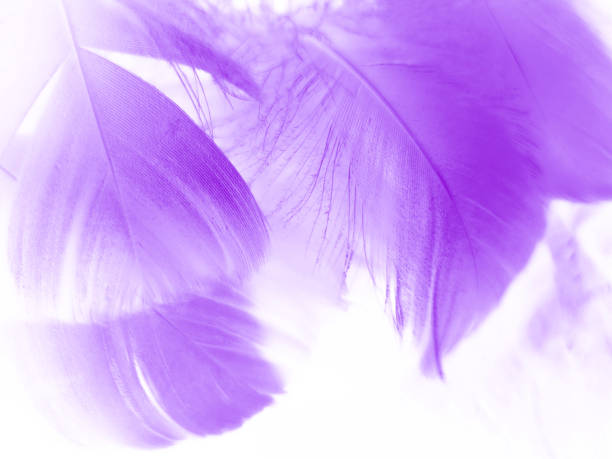 istock Beautiful abstract purple feathers on white background and soft white feather texture on dark pattern and purple background, colorful feather wallpaper, love valentines day 1287047476