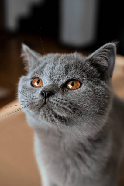 istock Close up on a tiny British shorthair blue kitten 1287047646