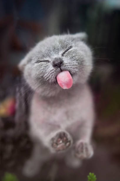 Close up on a tiny British shorthair blue kitten licking a window , camera is facing the kitten, she has closed eyes and looks calm and happy, tongue is fully out