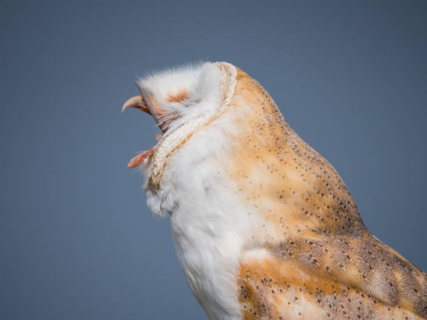 istock Close up of a barn owl after swallowing a mouse 1287047863