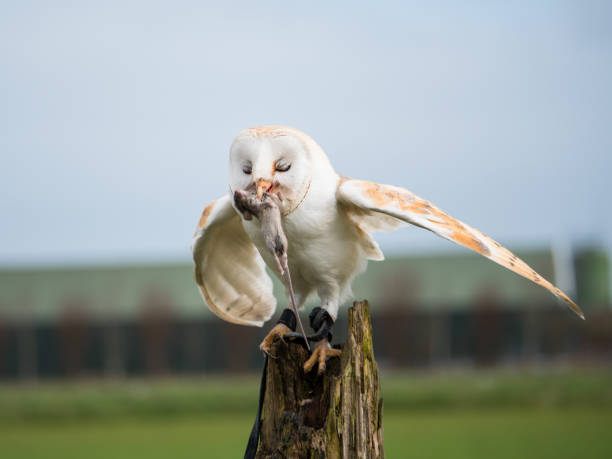 istock Close up of a barn owl with a mouse 1287048382