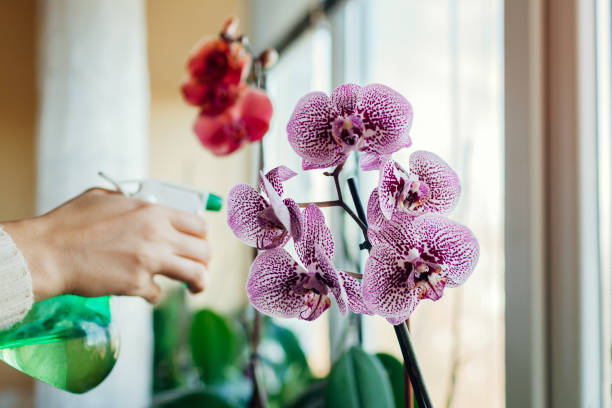 Woman spraying water on blooming orchid on window sill. Girl taking care of home plants and flowers. Woman spraying water on blooming orchid on window sill. Girl taking care of home plants and flowers. Hobby potted orchid stock pictures, royalty-free photos & images