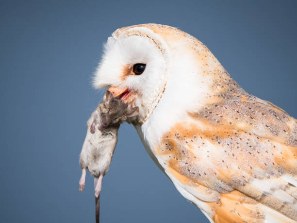 istock Close up of a barn owl with a mouse 1287048407
