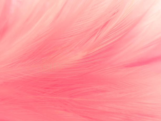 istock Beautiful abstract light pink feathers on white background,  white feather frame texture on pink pattern and pink background, love theme wallpaper and valentines day 1287048424