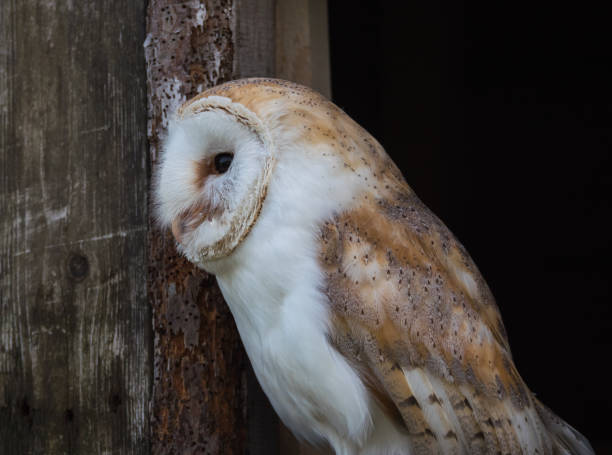 istock Close up view of a barn owl 1287048442