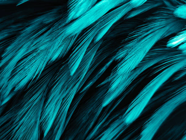 istock Beautiful abstract blue feathers on dark background and black feather texture on blue pattern and blue background, feather wallpaper, blue banners, love theme, valentines day, dark texture 1287048457