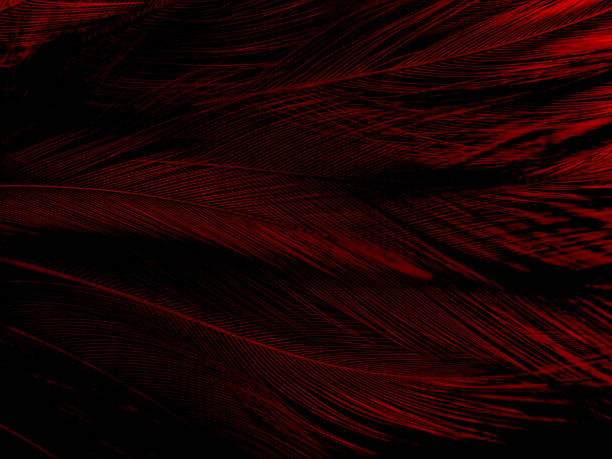 istock Beautiful abstract red feathers on dark background and soft white feather texture on red pattern and red background, pink feather wallpaper, love theme, wedding valentines day 1287048466