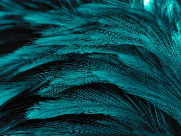 istock Beautiful abstract blue feathers on dark background and black feather texture on blue pattern and blue background, feather wallpaper, blue banners, love theme, valentines day, dark texture 1287048473