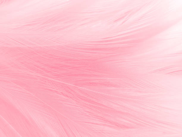 istock Beautiful abstract light pink feathers on white background,  white feather frame texture on pink pattern and pink background, love theme wallpaper and valentines day 1287048477
