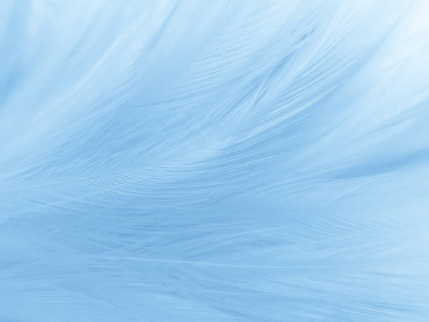 istock Beautiful abstract blue feathers on white background and soft white feather texture on blue pattern and blue background, feather background, blue theme valentines day 1287048484