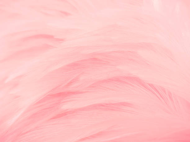 istock Beautiful abstract light pink feathers on white background,  white feather frame texture on pink pattern and pink background, love theme wallpaper and valentines day 1287048486