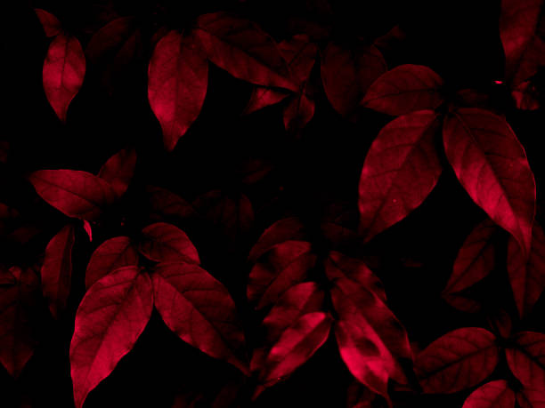 hermosas flores abstractas de color rosa y rojo sobre fondo negro y marco de flores negro claro y rosa y textura de hojas rosas, fondo oscuro, banner rojo, fondo de pantalla rojo - botany bright brown heart shape fotografías e imágenes de stock