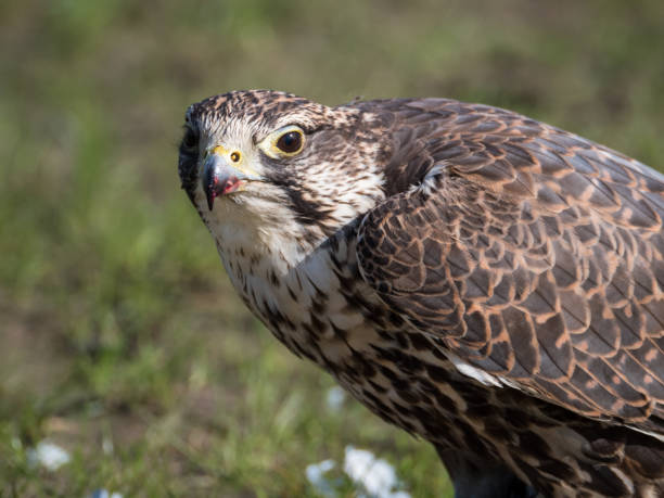 istock Lanner falcon sits against a green background 1287048589