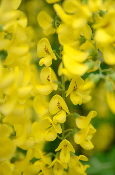 istock Laburnum anagyroides - Golden rain 1287049218