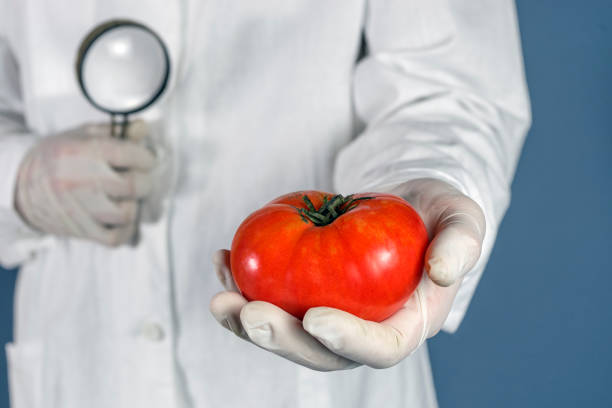 gvo-wissenschaftler betrachtet rote tomate durch lupe - konzept für gentechnisch veränderte lebensmittel - food crop sprayer insecticide dna stock-fotos und bilder